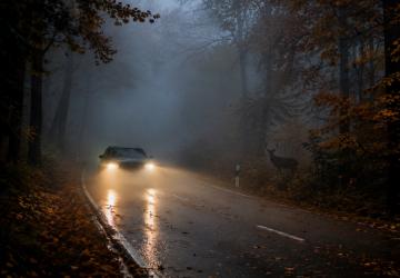 Fahren im Herbst: Nebel, N&auml;sse und Wildwechsel