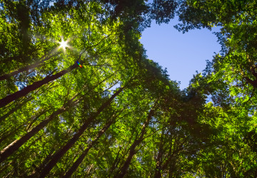 Grün tanken in Lahr: Ein neuer Blick auf Nachhaltigkeit im Schwarzwald