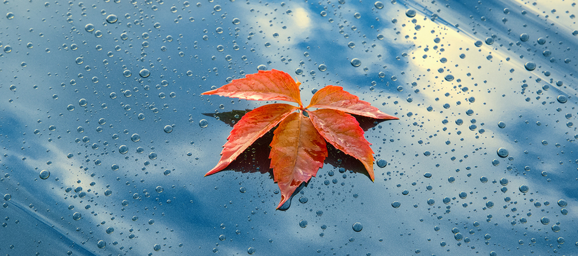 Blätterwirbel? Nicht in Ihrer Waschanlage! Tipps für die Autopflege im Herbst bei Günther Lahr